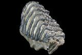 Fossil Southern Mammoth Molar #87481-2